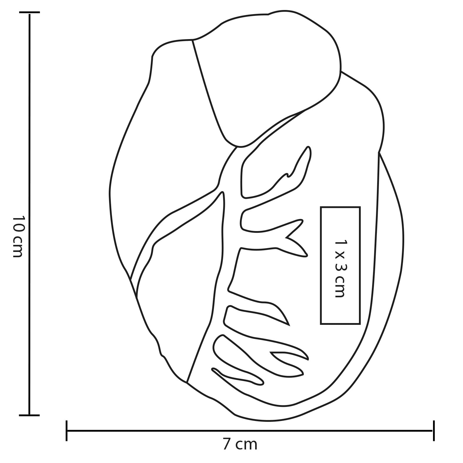 SQUISHY POLIURETANO RACMORMO